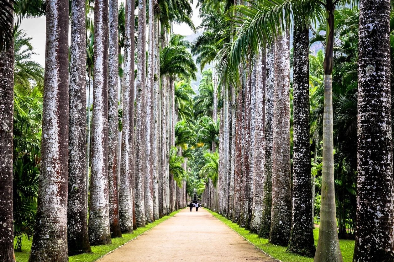 Path through Trees